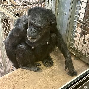 Sanda (Common chimpanzee)