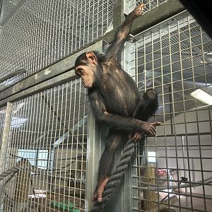 Kendi (Common chimpanzee)