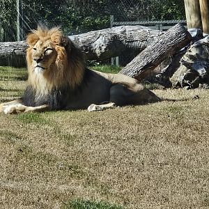 African lion watching us watch him