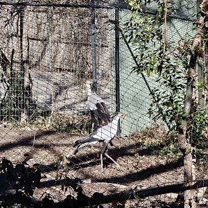 Secretarybirds