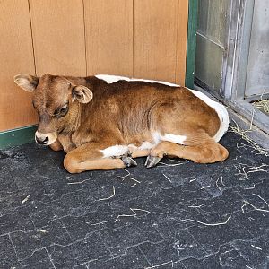 Texas Longhorn calf