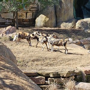 African wild dogs playing