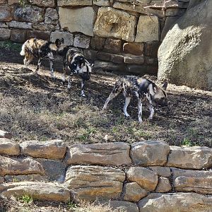 African wild dogs on the move