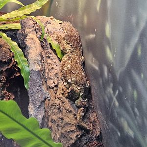 New Caledonian giant gecko