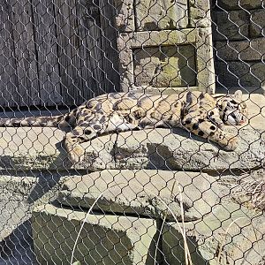 Clouded leopard catnap