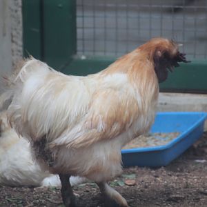 Silkie (Gallus domesticus)
