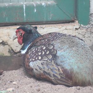 Ring-necked pheasant (Phasianus colchicus mongolicus)