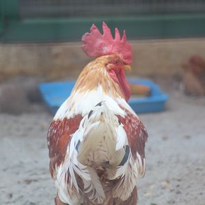 Ayam Ketawa (Gallus domesticus)