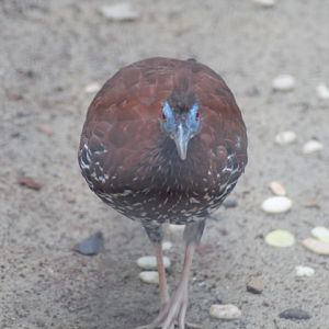 Lesser Bornean crested fireback (Lophura ignita ignita)