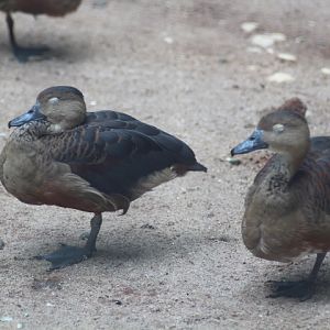 Lesser whistling duck (Dendrocygna javanica)