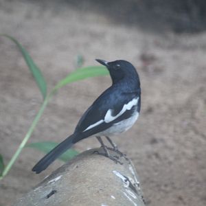 Oriental magpie-robin (Copsychus saularis musicus)