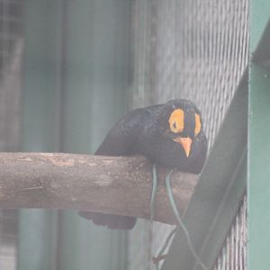Yellow-faced myna (Mino dumontii)