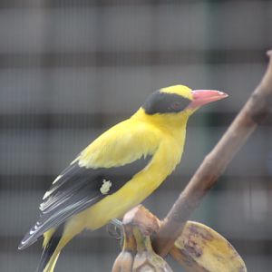 Black-naped oriole (Oriolus chinensis maculatus)