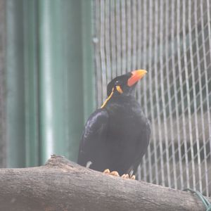 Eastern hill myna (Gracula religiosa religosa)
