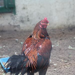 Ayam Kampong (Gallus domesticus)