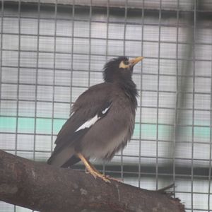 Indian myna (Acridotheres tristis tristis)