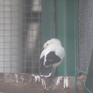 Black-winged myna (Acridotheres melanopterus melanopterus)