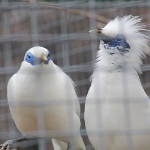 Bali myna (Leucopsar rothschildi)