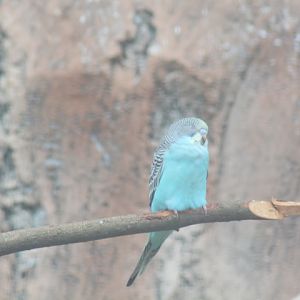 Budgerigar (Melopsittacus undulatus)