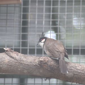 Red-whiskered bulbul (Pycnonotus jocosus pattani)