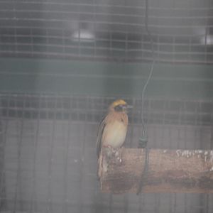 Baya weaver (Ploceus philippinus infortunatus)