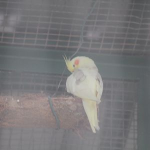Cockatiel (Nymphicus hollandicus)