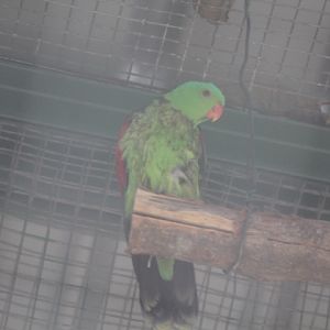 Red-winged parrot (Aprosmictus erythropterus coccineopterus)