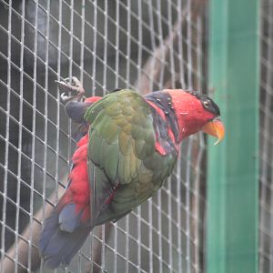 Black-capped lory (Lorius lory salvadorii)
