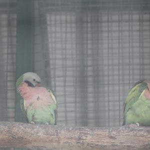 Moustached parakeet (Psittacula alexandri alexandri)