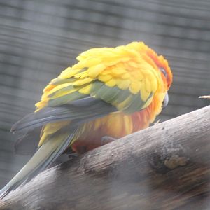 Sun conure (Aratinga solstitialis)