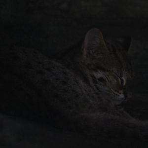 Sunda leopard cat (Prionailurus javanensis)