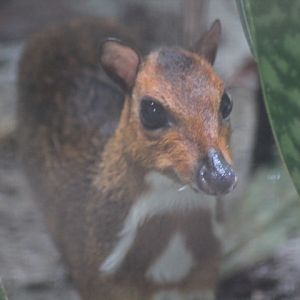 Java mouse-deer (Tragulus javanicus)