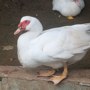 Muscovy duck (Cairina moschata domestica)