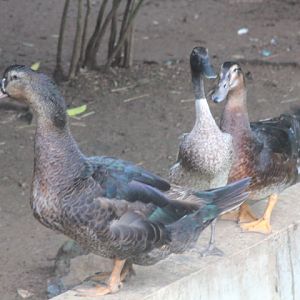Indian Runner duck (Anas platyrhynchos domesticus)