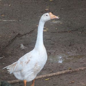 Chinese goose (Anser cygnoides domesticus)