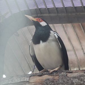Javan pied myna (Gracupica jalla)