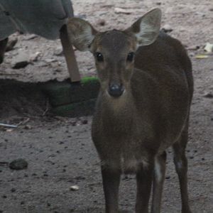 Bawean deer (Axis kuhlii)