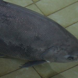 Pirapitinga (Piaractus brachypomus)