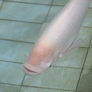 Giant gourami (Osphronemus goramy)