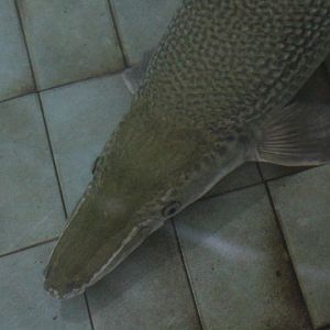 Alligator gar (Atractosteus spatula)