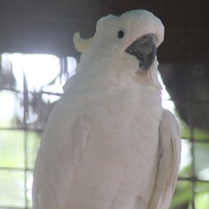 Triton cockatoo (Cacatua galerita triton)