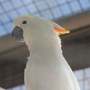 Citron-crested cockatoo (Cacatua citrinocristata)