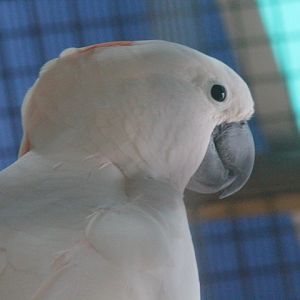 Salmon-crested cockatoo (Cacatua moluccensis)