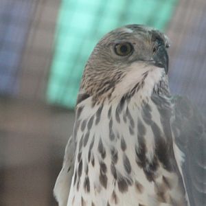 Changeable hawk-eagle (Nisaetus cirrhatus limnaeetus)