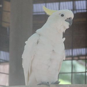 Eleonora cockatoo (Cacatua galerita eleonora)