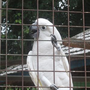 White cockatoo (Cacatua alba)
