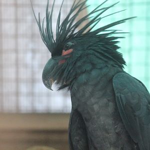 Palm cockatoo (Probosciger aterrimus goliath)