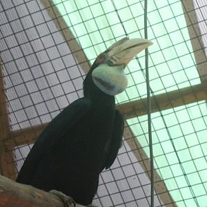Wreathed hornbill (Rhyticeros undulatus)