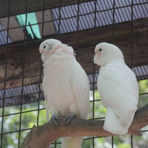 Tanimbar corella (Cacatua goffiniana)