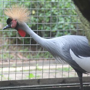Grey crowned crane (Balearica regulorum)